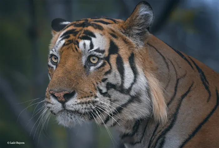 Close-up of a tiger in the forest