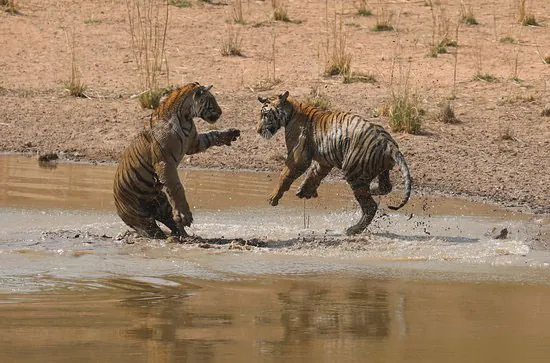 Wildlife photograph 20 from a Tiger Journey safari