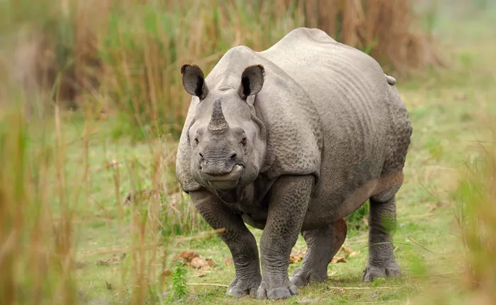 Kaziranga