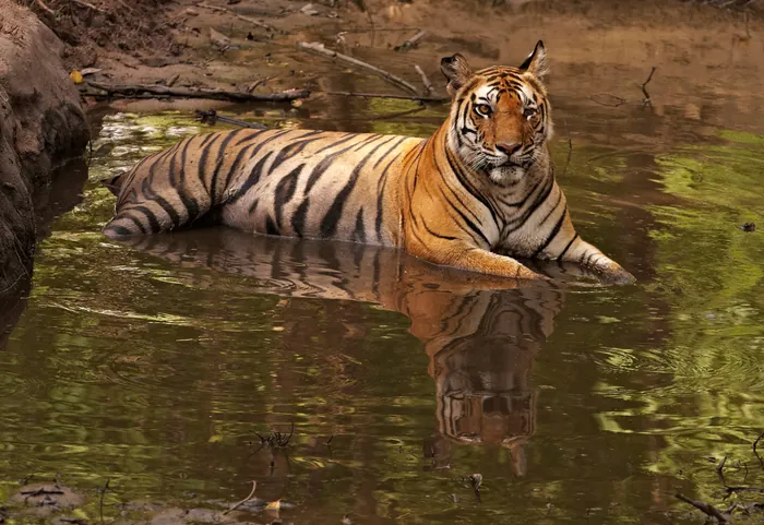 Satpura