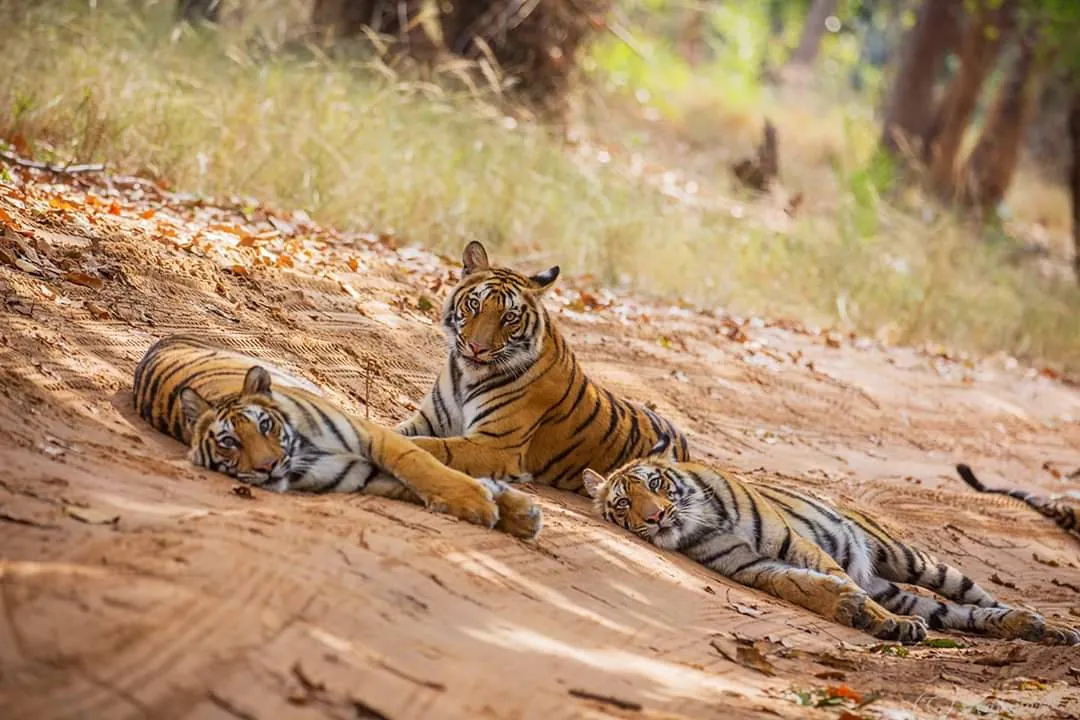 Tadoba National Park