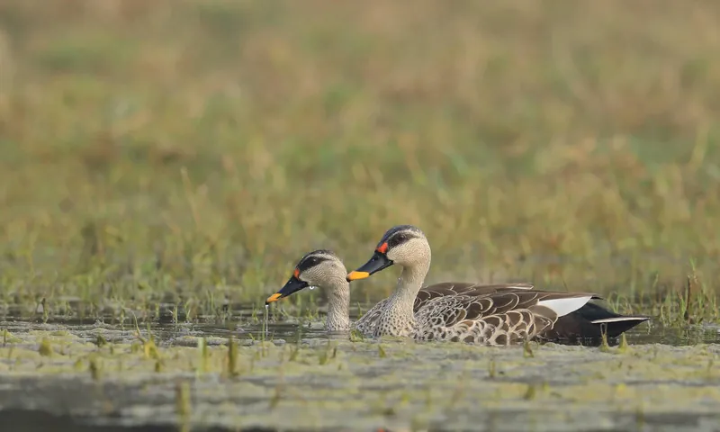 Birding in Western Ghats Tour
