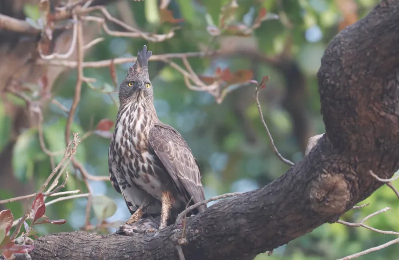 North India Birding Tour