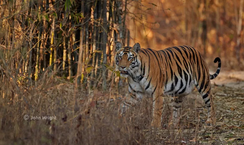 Kanha Bandhavgarh Tour
