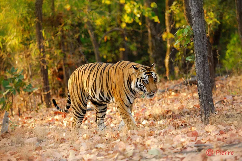 Tigers, Leopards & Lions Photography Tour