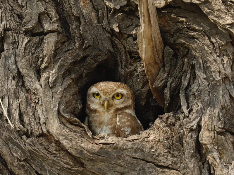 Tiger Safari Birding Tour
