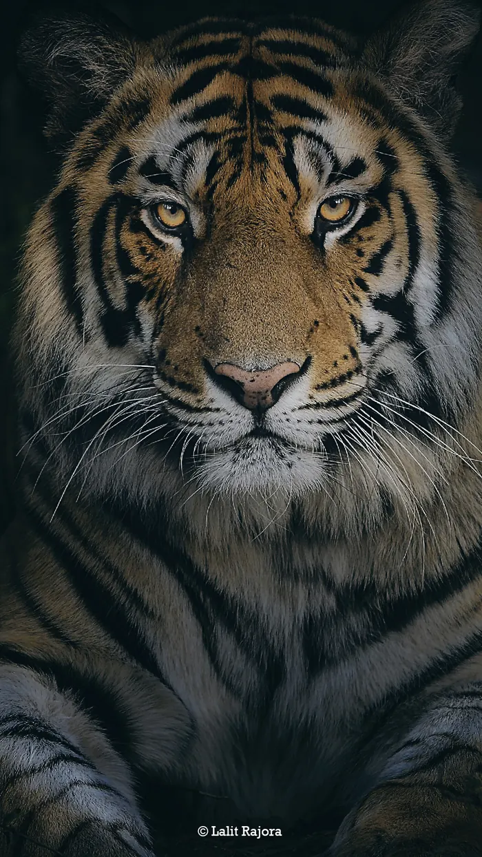 Wildlife photograph 1 from a Tiger Journey safari