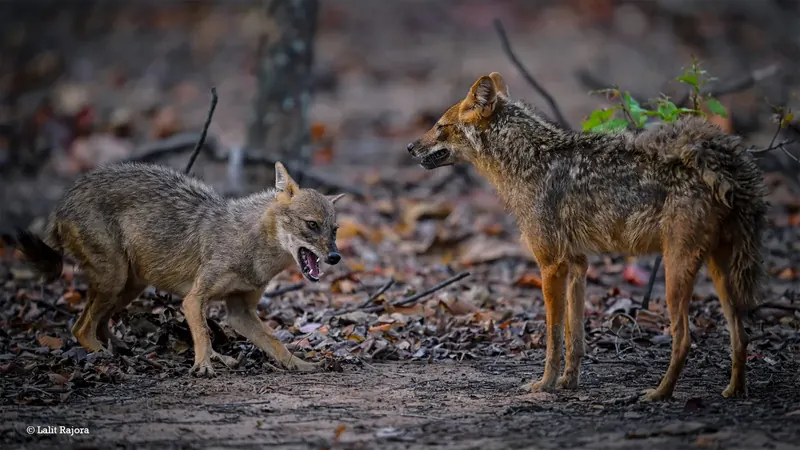 Golden jackals on the forest floor