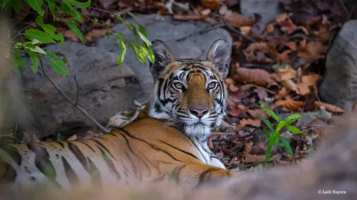 Wildlife photograph 6 from a Tiger Journey safari