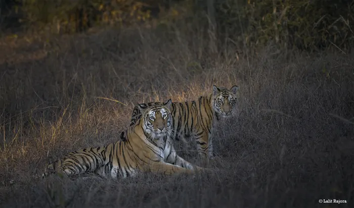 Wildlife photograph 8 from a Tiger Journey safari
