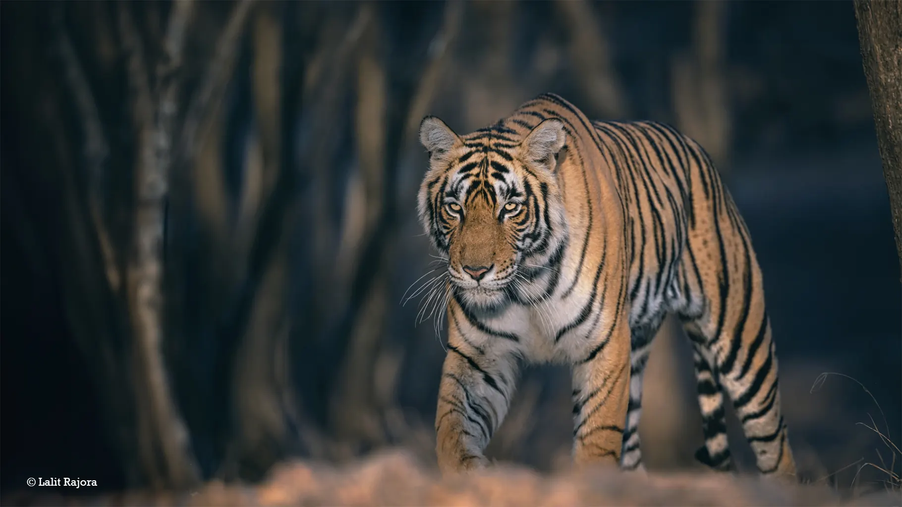 Bengal Tiger – Eye to eye with the Bengal tiger