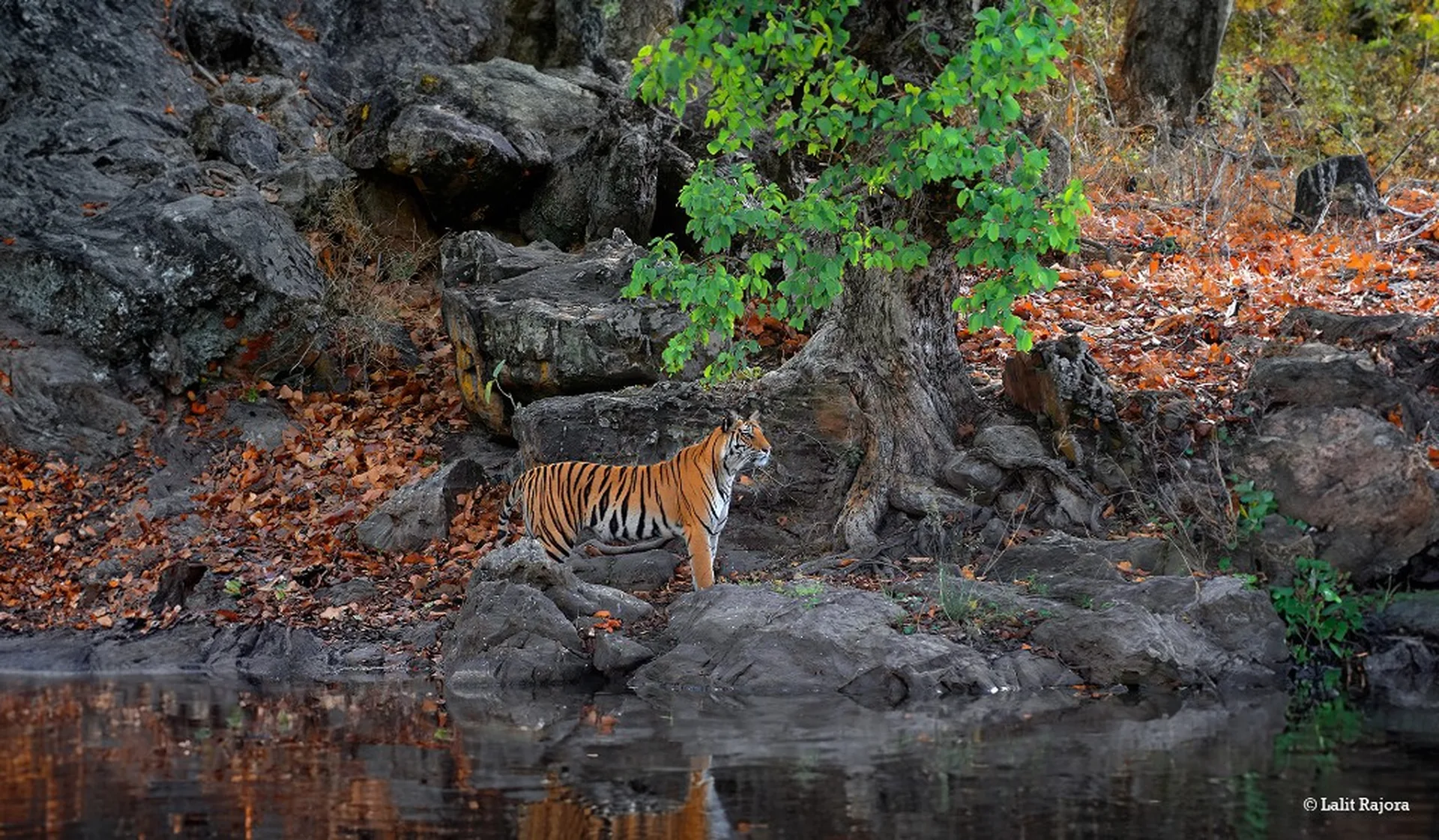 Bengal Tiger – Born in Bandhavgarh