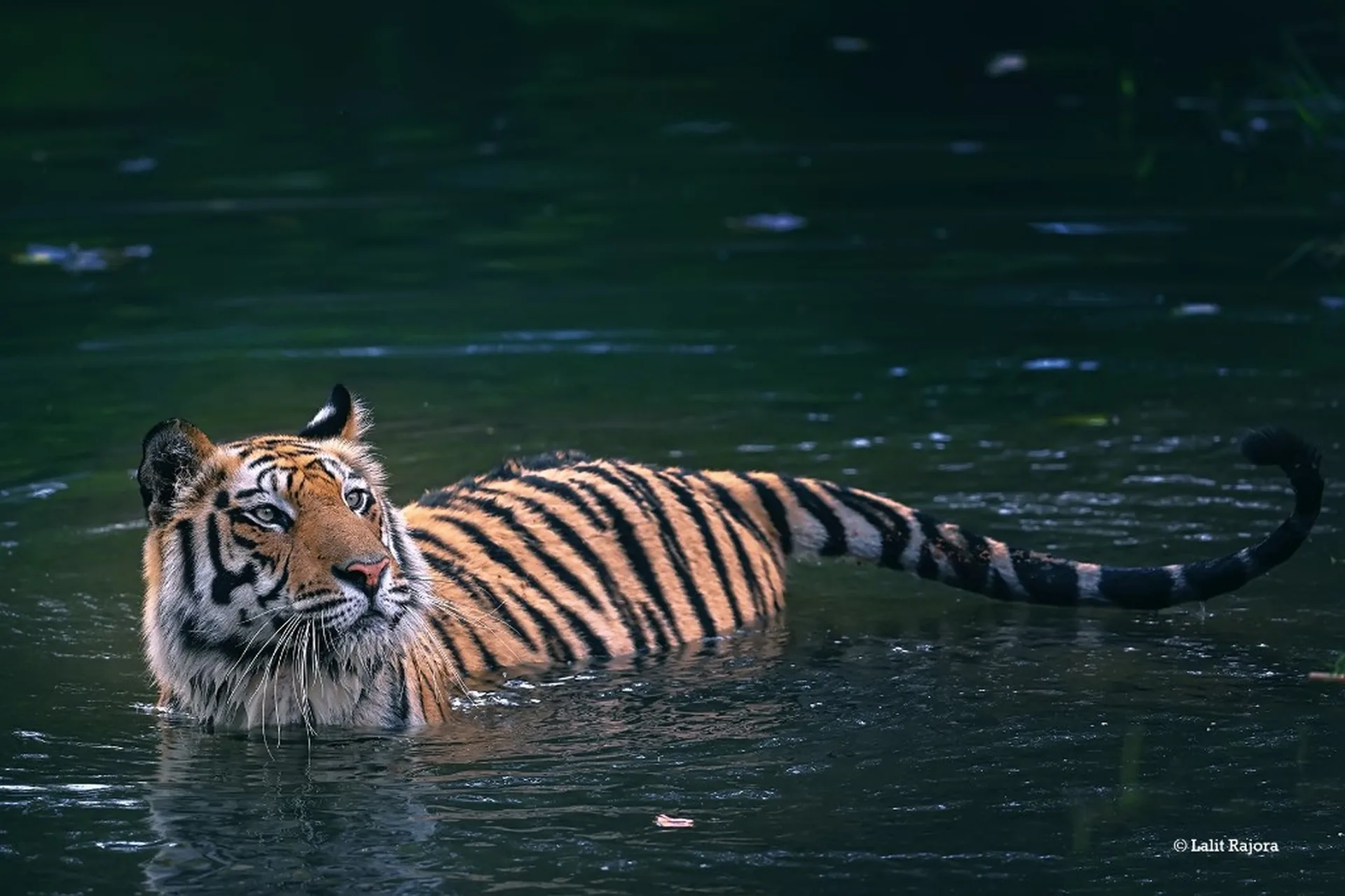 Bengal Tiger – Cooling off in the jungle