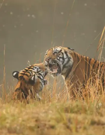 Bandhavgarh National Park