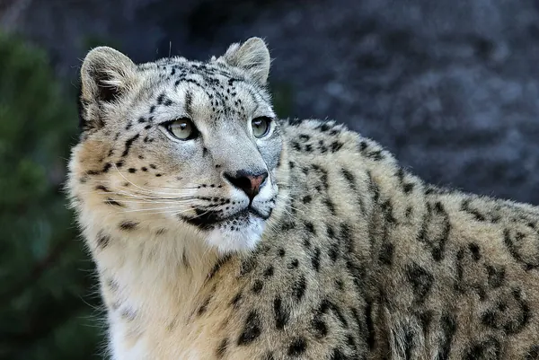 Hemis National Park