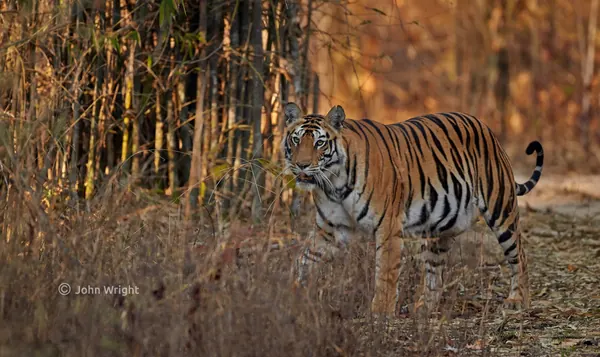 Pench National Park