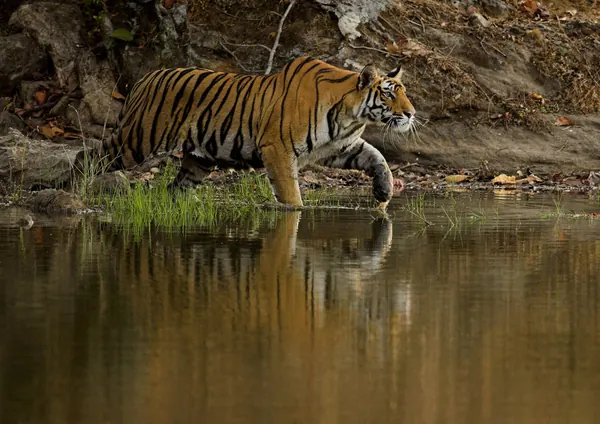 Ranthambore National Park