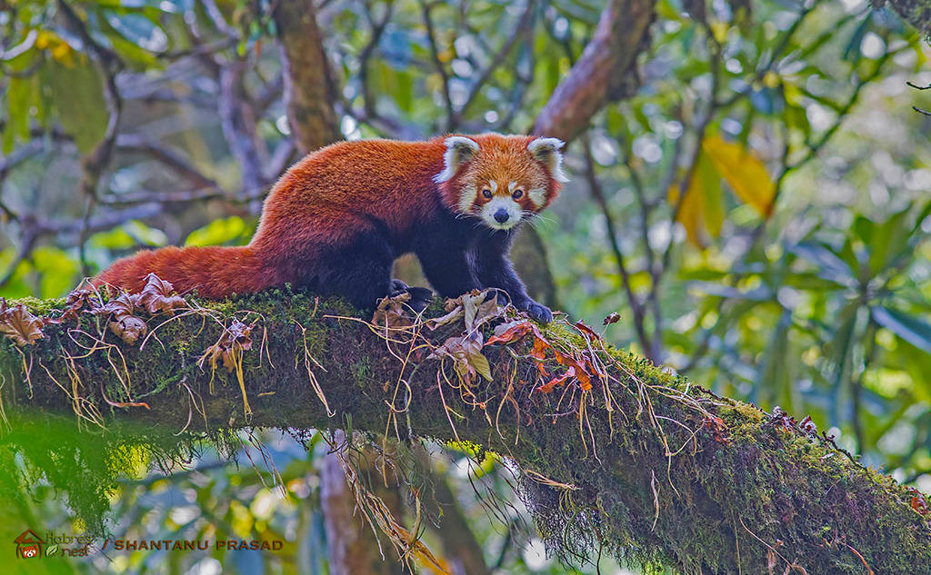 red panda tour